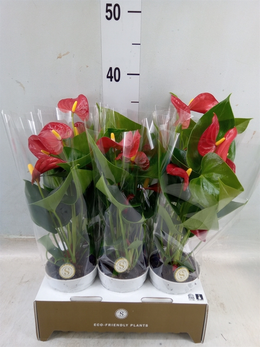 <h4>Anthurium andr. 'Red Champion'</h4>