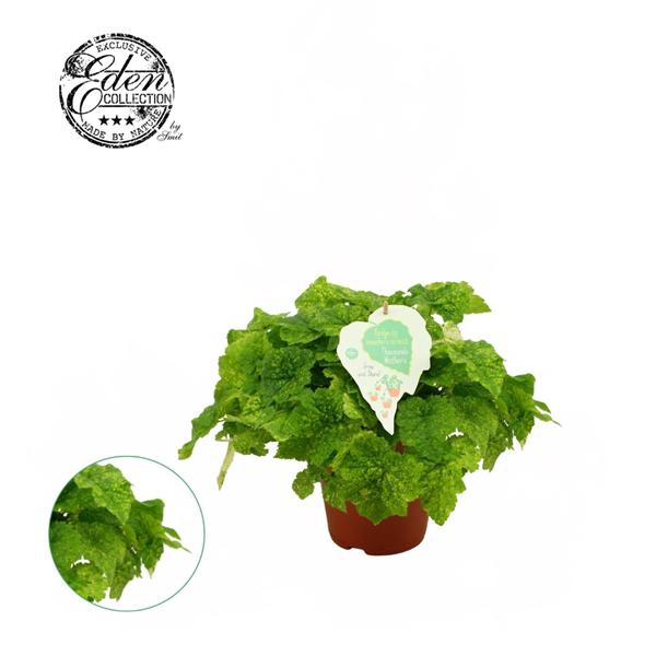 <h4>Tolmiea Menziesii 15cm</h4>