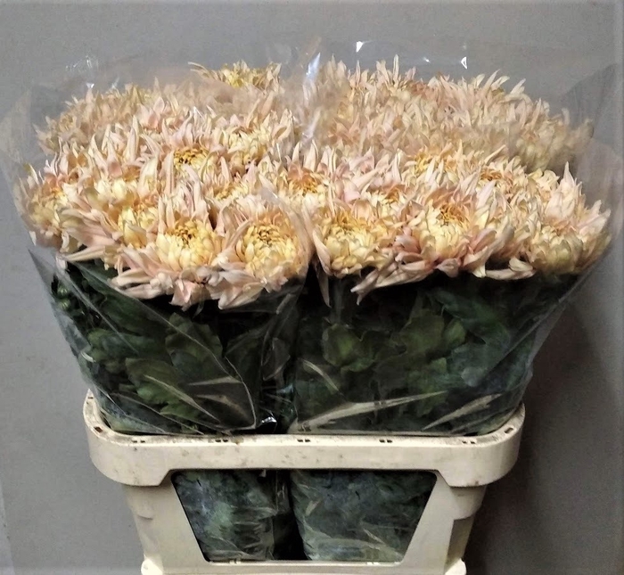 <h4>CHR G AVIGNON</h4>