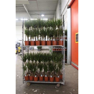 Dra Marginata 45-15 Cm