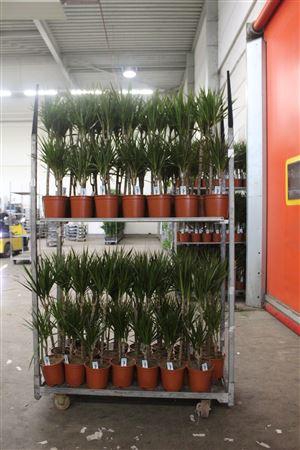 <h4>Dra Marginata 45-15 Cm</h4>