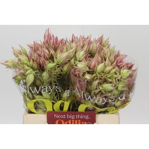 Blushing Bride Pink 6/9 Flowers