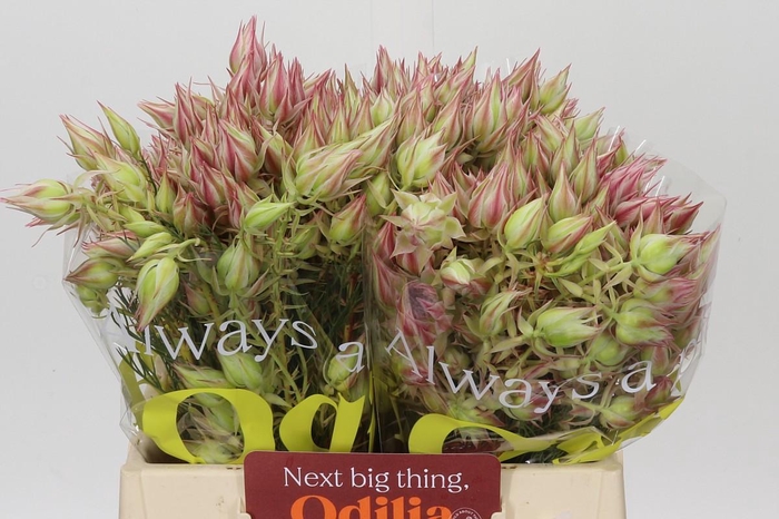 <h4>Blushing Bride Pink 6/9 Flowers</h4>