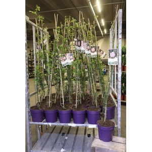 Rosa Ov Pink New Dawn