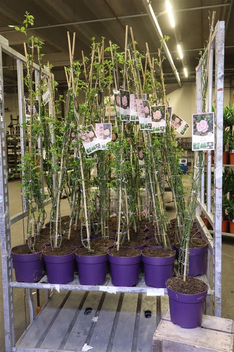 <h4>Rosa Ov Pink New Dawn</h4>