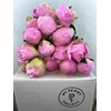 Paeonia Dinner Plate