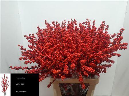 <h4>Ilex Ve Rode Bes</h4>