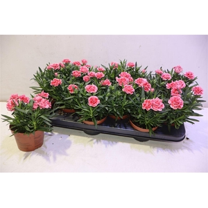 arr8 Dian Osc Antiqu Pink