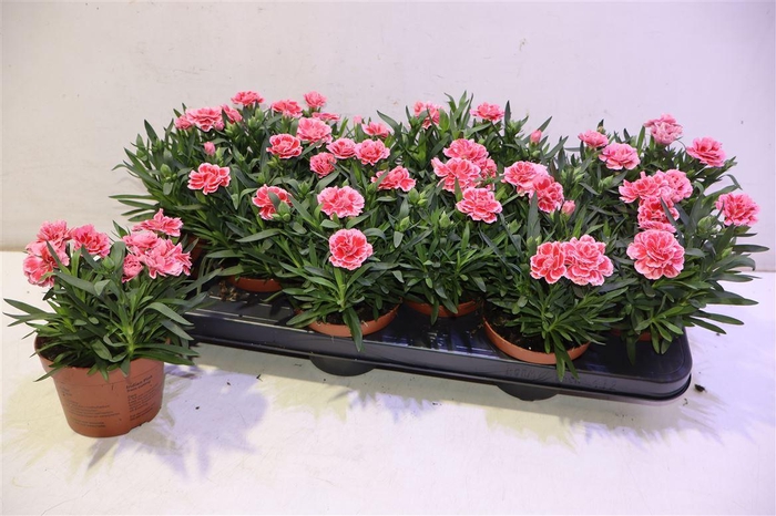 <h4>arr8 Dian Osc Antiqu Pink</h4>