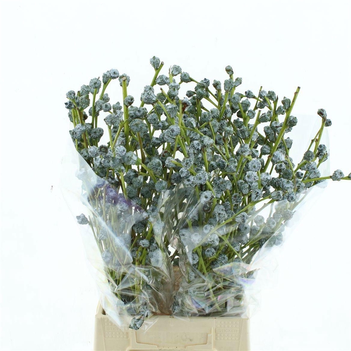 <h4>EUC GLOBULUS BS</h4>