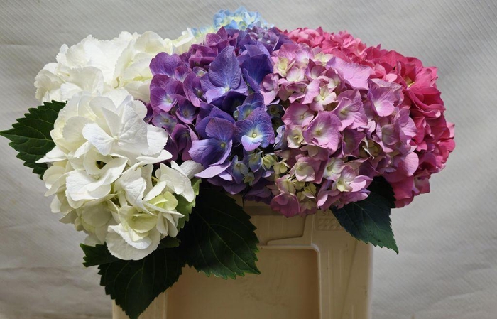 <h4>Hydrangea mix in bucket</h4>