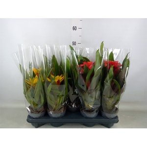 Guzmania   ...mix