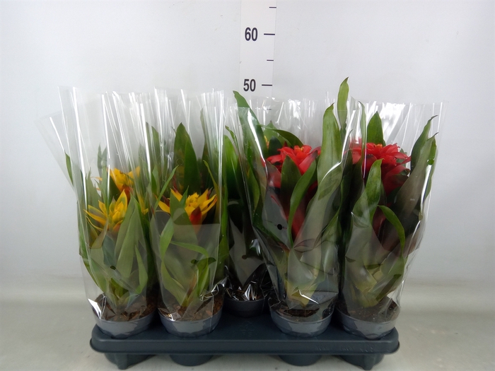 <h4>Guzmania   ...mix</h4>