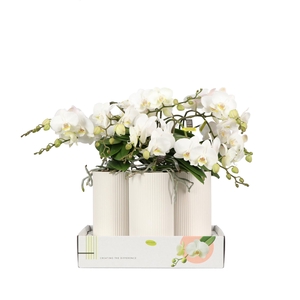 Flexio White 4 Spike In Puglia Whit