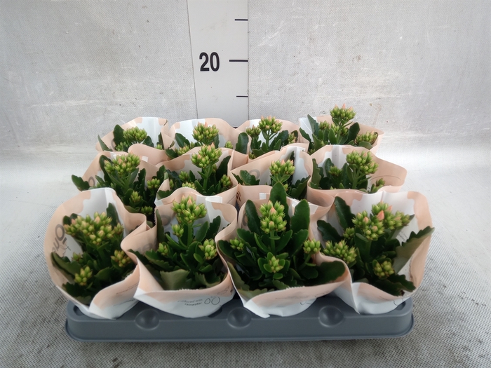 <h4>Kalanchoe blos. 'African Robbie'</h4>