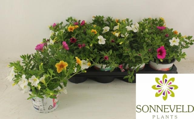 <h4>CALIB C G HAW TRIO</h4>