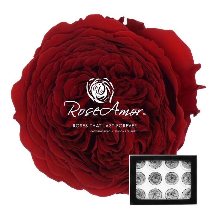 <h4>Amelia Red01</h4>