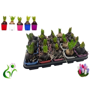 Hyacinthus mixed 7Ø 12cm 1pp