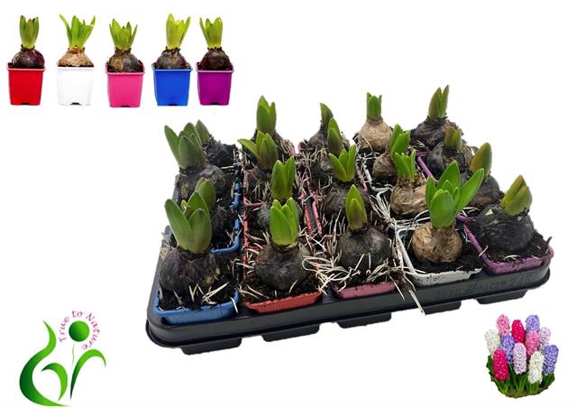 Hyacinthus mixed 7Ø 12cm 1pp