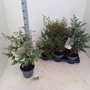 EUCALYPTUS