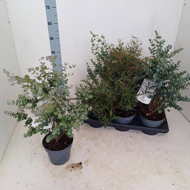 <h4>EUCALYPTUS</h4>