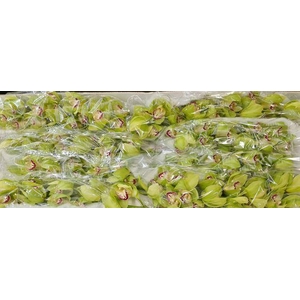 CYMB T YONINA GREEN NEW ZEELAND