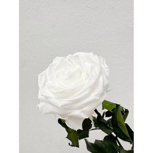 Rose éternelle blanche