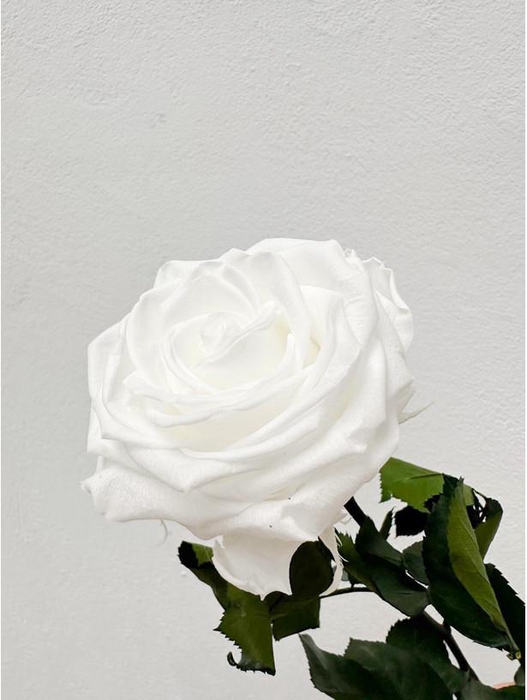 <h4>Rose éternelle blanche</h4>