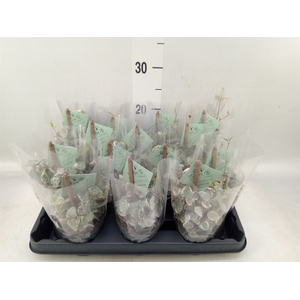 Ceropegia woodii 'Variegata'