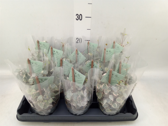 <h4>Ceropegia woodii 'Variegata'</h4>