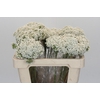 Ozothamnus Booming White