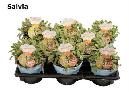 <h4>Salvia Officnalis Icterina Salvia</h4>