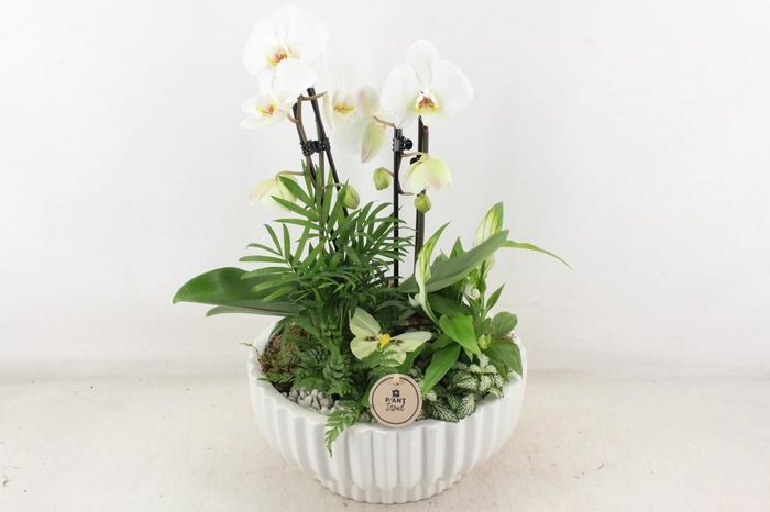 <h4>arr2 PL - Ker. schaal mare Phal wit</h4>