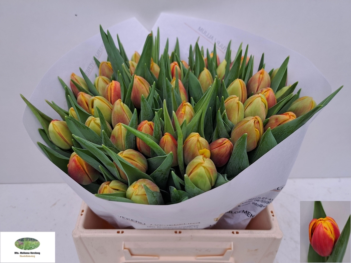 <h4>TU DU JAMALA</h4>