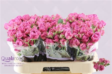 <h4>R Tr Misty Bubbles Qualirosa</h4>
