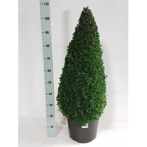 Buxus semp.   ...