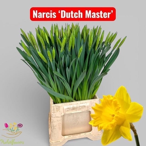 NARC T DUTCH MASTER