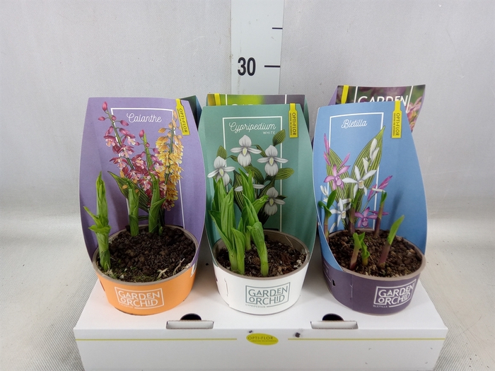 <h4>Orchideeen   ...mix</h4>