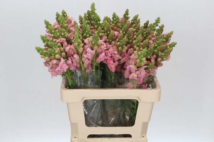 <h4>Antirrhinum Potomac Early Pink</h4>