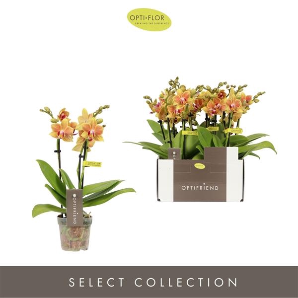 <h4>Phalaenopsis Multifloratypes overig oranje</h4>