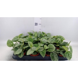 Scindapsus pictus 'Silvery Ann'