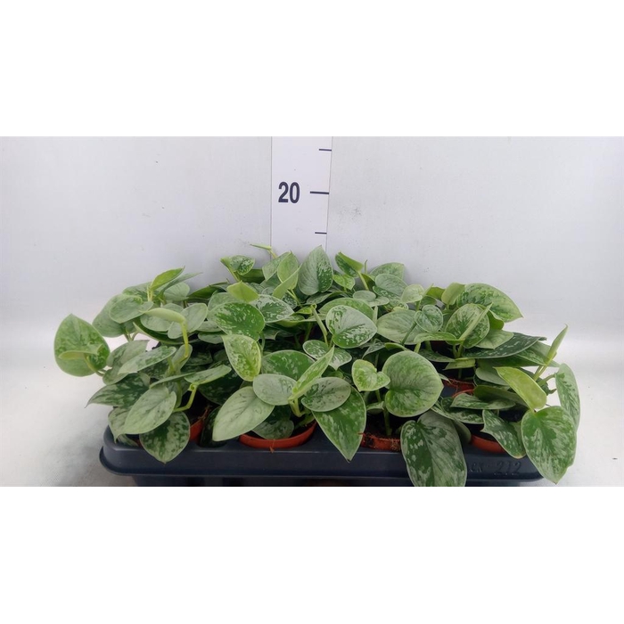 <h4>Scindapsus pictus 'Silvery Ann'</h4>