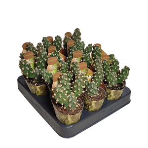 TEPHROCACTUS MOLINENSIS POT Ø 6,5 -COLLECTION WITH POTCOVER (CACTUS EN SUCCULENTEN)