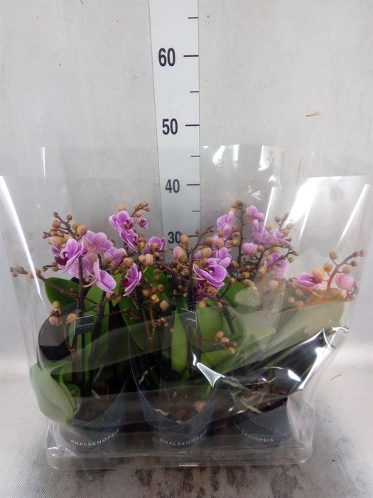 <h4>Phalaenopsis multi.   ...rose</h4>