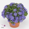 Campanula Dublin blue