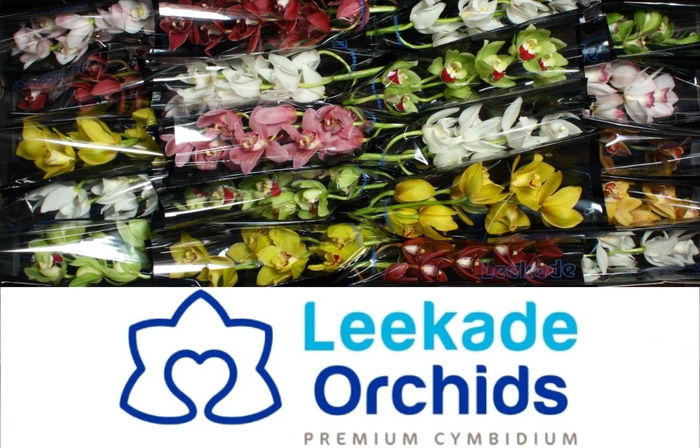 <h4>Cymbidium Mix Valentine</h4>