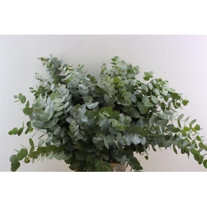 Euca Cinerea 65 Cm P Stem