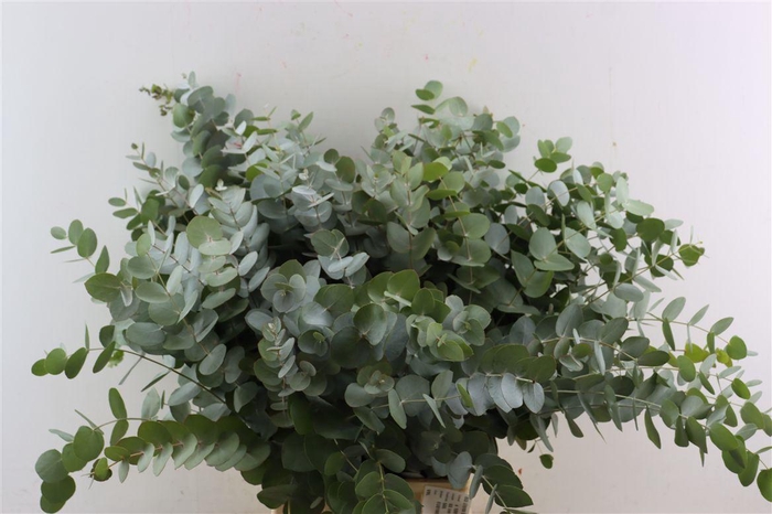 <h4>Euca Cinerea 65 Cm P Stem</h4>