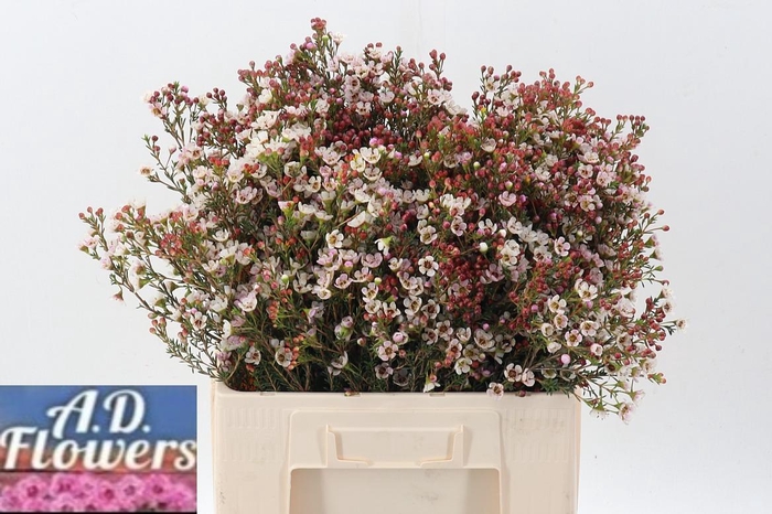 <h4>Cham MI Liron</h4>