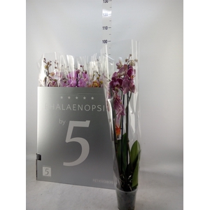 Phalaenopsis   ...mix  6
